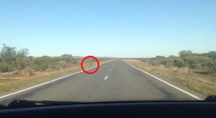 Deux australiens tuent des kangourous en leur fonçant dedans