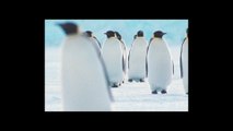 [*C­DA*] Marsz pingwinów 2: Przygoda na krańcu świata (2017) C­ały F­ilm O­nline / L­ektor PL
