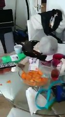 girl and cat kissing