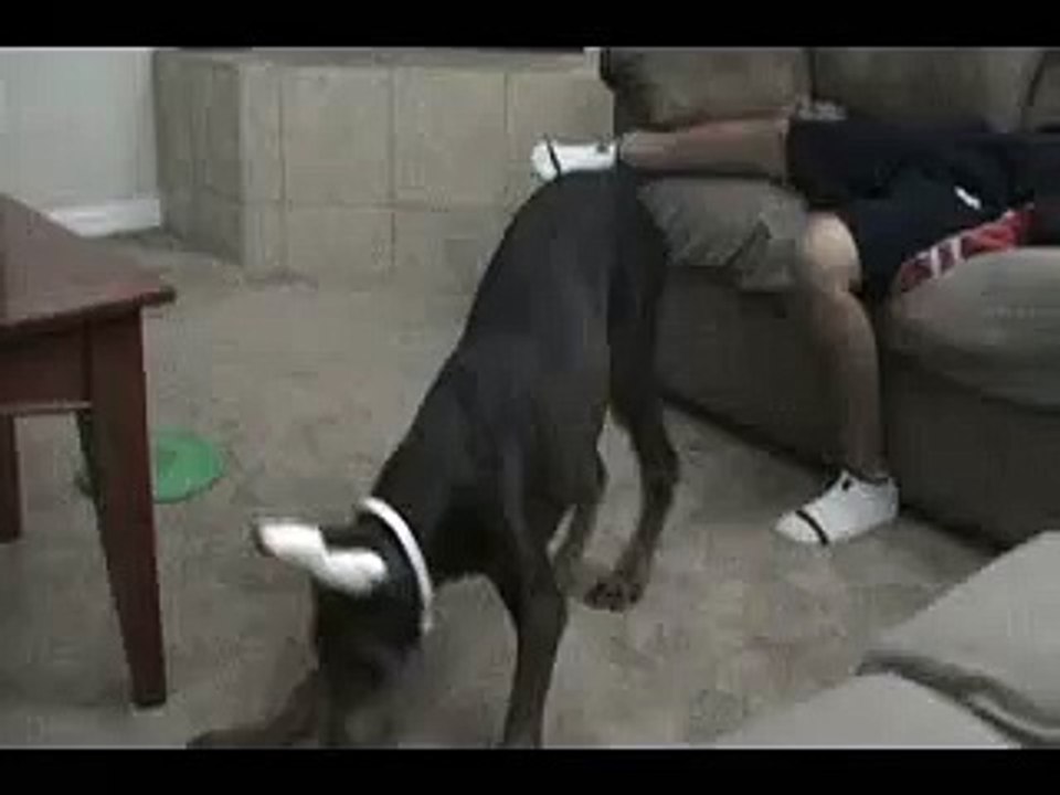 Funny Video