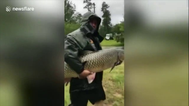Sauvetage d'une énorme carpe prisonnière des inondations de l'ouragan Harvey à Houston !