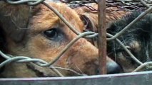 Sự thật tàn ác trần trụi trong các lò nuôi của ngành công nghiệp lông thú