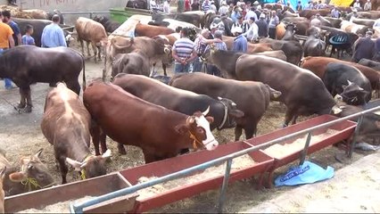 Yozgat'ta Kurban Pazarında Hareketlilik Devam Ediyor