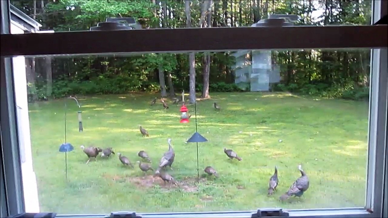 Family of Turkeys at the Feeder