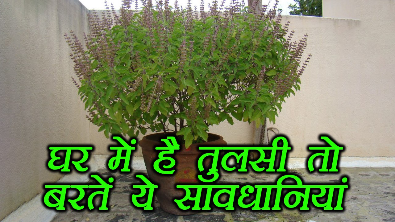 Tulsi, तुलसी का पौधा है घर में तो बिलकुल न करें ये काम | Boldsky