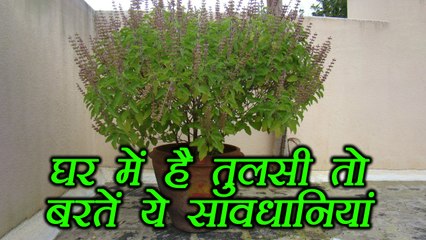 Tulsi, तुलसी का पौधा है घर में तो बिलकुल न करें ये काम | Boldsky