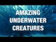 The Best Underwater Photography: Amazing Sea Creatures