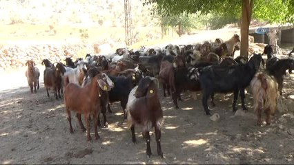 Midyat'ta Kurbanlıklar Satışa Çıktı