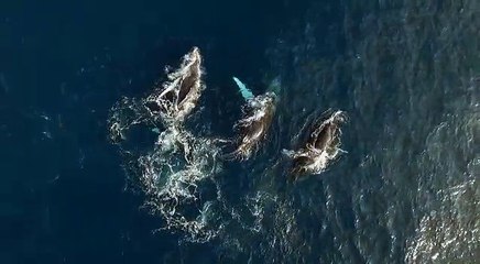 Com drone, mergulhador registra jubartes no litoral do ES