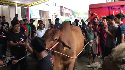American গরু ‘সুলতান’ Sultan GYR Brahma Cattle বিক্রি হয়েছে ১৬ লাখ টাকায় - Qurbani Eid 2017
