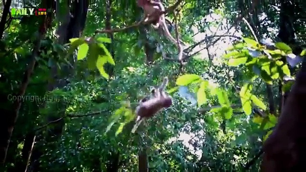 Videos Interesantes De Mascotas - VideosDeRisa