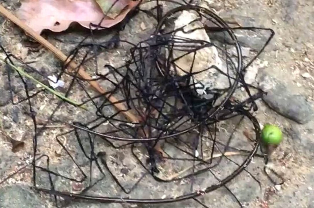 'Uzaylı Böcek' Görenleri Hayrete Düşürüyor