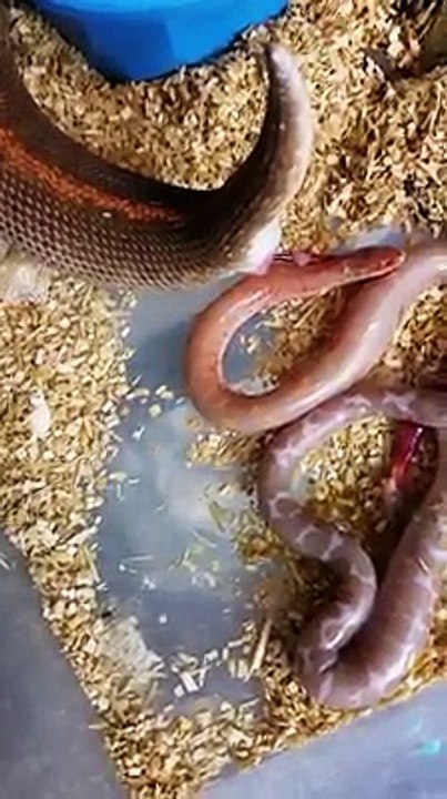 La naissance de bébés boas