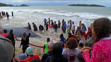 sauvetage d'une baleine échouée sur la plage (Brésil)