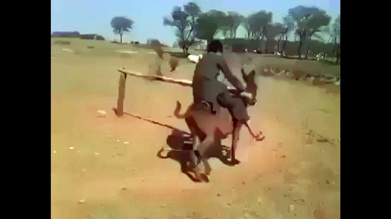 Funny Donkey