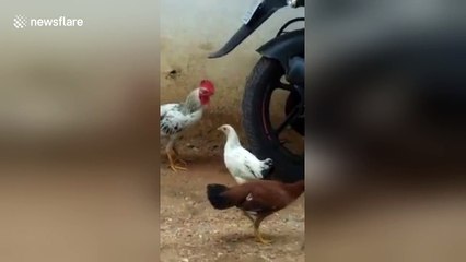 Rooster attacks and eats a cobra