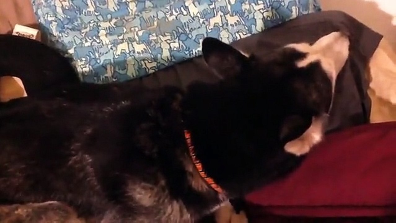 Husky Won't Look At His Master But Can t Help But Sing His Favorite Song