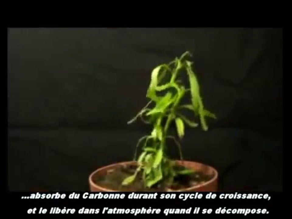 surprenante plante.