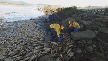 Miles de peces muertos en los ríos de Taiwán tras una ola de calor