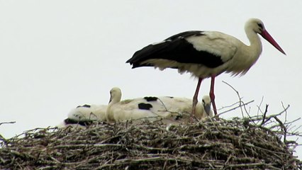 The biggest European bird Stork