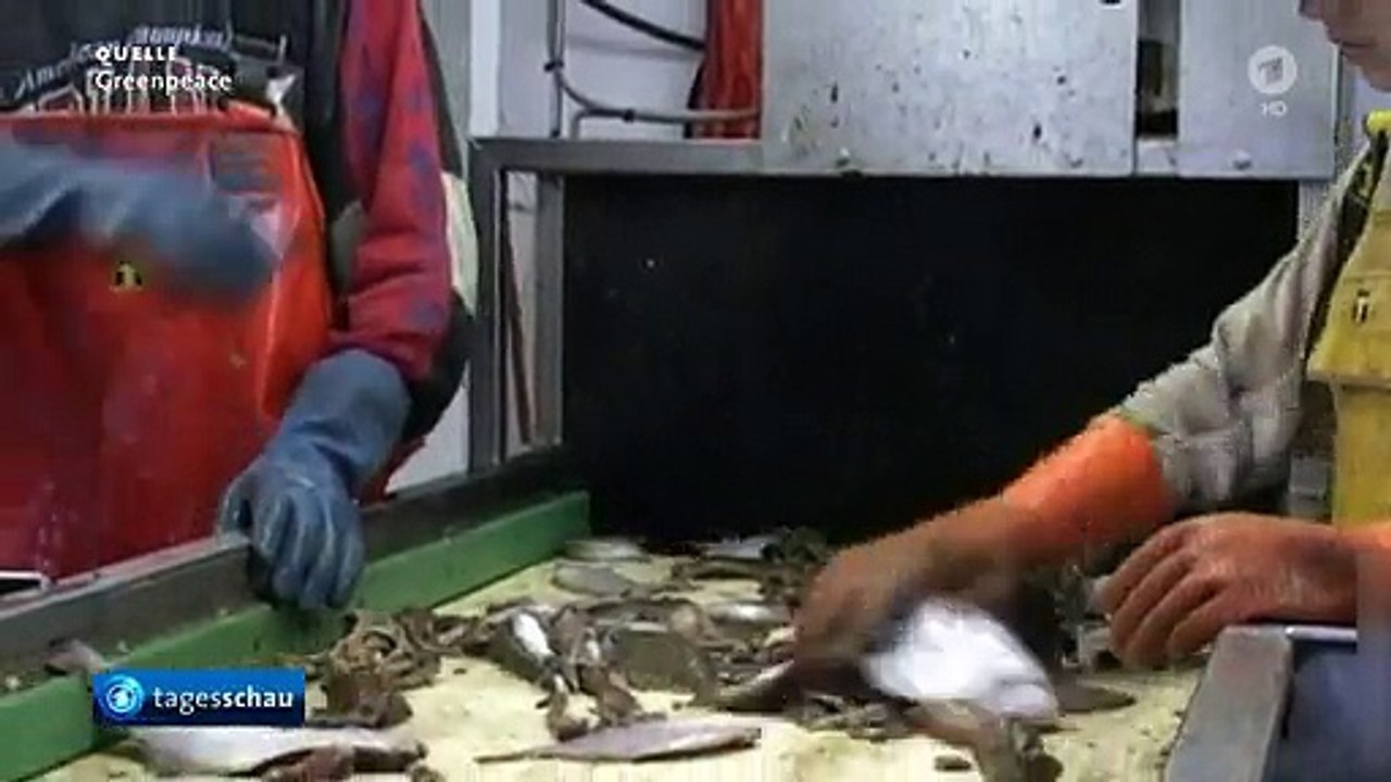 Leere Meere - Wie bedroht sind unsere Fischbestände? | Gut zu Wissen | Tagesschau24