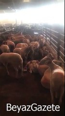 Sedat Peker'den ihtiyaç sahiplerine 2500 adet Kurban Bağışı