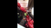 Cette machine trie les tomates à une vitesse incroyable