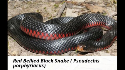 Snake catchers Brisbane Ideas