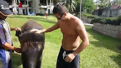 Cute Baby Elephant - A Cute And Funny Baby Elephant Videos Compilation || NEW HD
