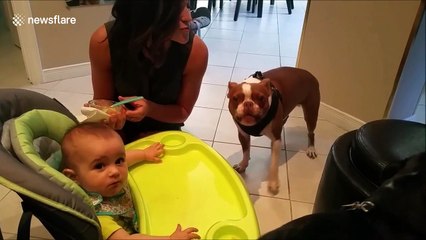 Dog 'sings' peek-a-boo to baby