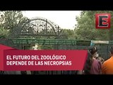 Zoológico de Chapultepec podría convertirse en parque ecológico
