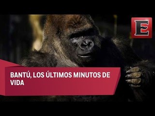 Bantú y su último suspiro