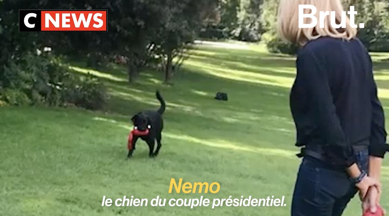 Le chien Nemo, LA nouvelle politique de la rentrée