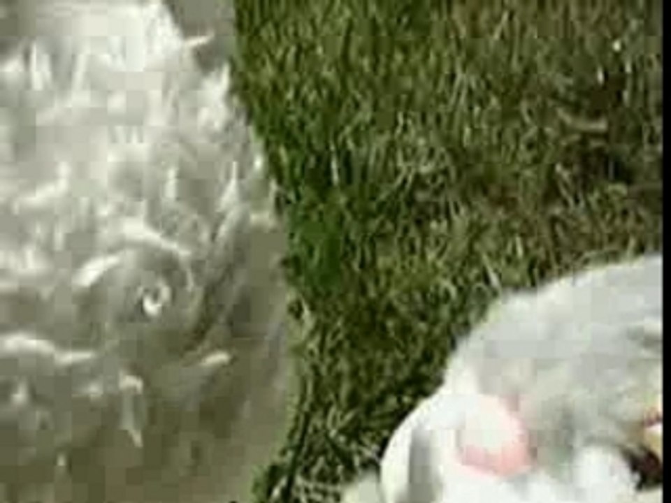 Panpan loves mimine by lolotte