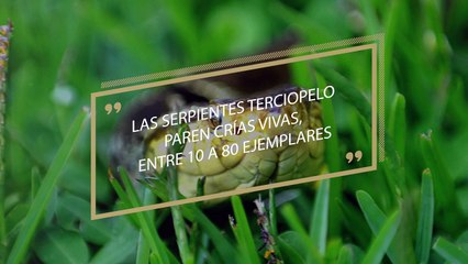 Las serpientes también necesitan de muchos cuidados
