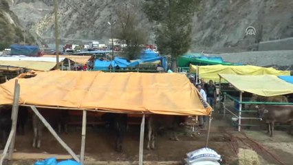 1 Ton 180 Kilogramlık Kurbanlık Boğa 15 Bin Liraya Satıldı