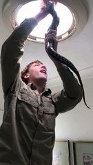 Man Pulls Five Foot Snake From Bathroom Skylight