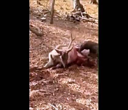 Animals being eaten alive _ Komodo dragons Eat Screaming Animals Compilation