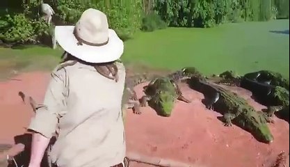 cocodrilo le come la pata a otro cocodrillo