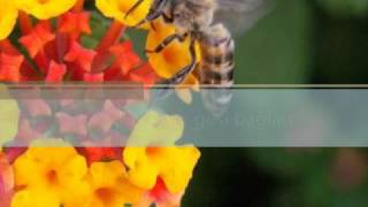 gesi bağları ceylan süper amatör ses türkü dinle