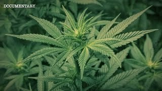 The Most Powerful Plant on Earth? | The Hemp Conspiracy | Documentary