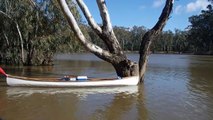 La façon dont elle sauve ce koala de la noyade est juste incroyable