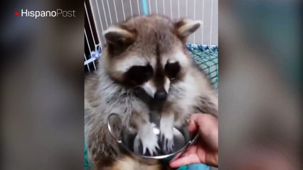 Conozca al mapache chisquilloso que solo come los alimentos después de limpiarlos