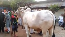 Beautiful Big Bull, Cow Mandi, Kick of bull - Eid ul Adha - New Video
