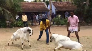 Big Bakra Dangerous Fight, Goat Fight 2017