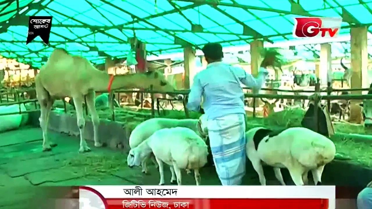 কুরবানীর হাটের সর্বশেষ গরু আছে ক্রেতা নেই !