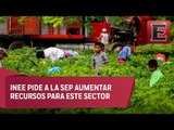 Niños jornaleros en México sin educación y en pobreza