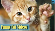 Cat Videos - Funny Cats - Funny Cat Videos - Kitten Videos - Funny Kitty Videos - Cats For Pets - P1