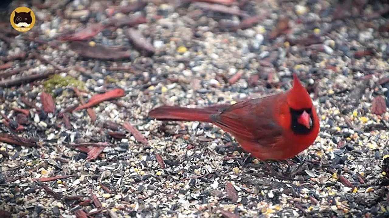 ENTERTAINMENT VIDEO FOR CATS. Birds and Squirrels for Cats to Watch.