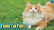 Cat Videos - Funny Cats - Funny Cat Videos - Kitten Videos - Funny Kitty Videos - Cats For Pets - P3